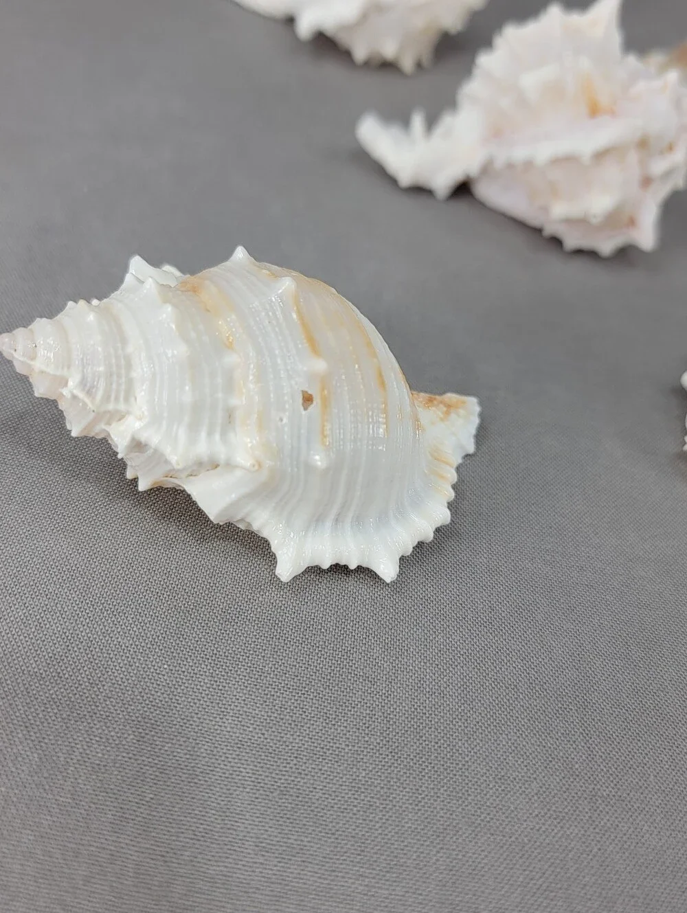 Murex Seashell Shell Mixed Lot 5 Coastal Beach Decor Crafts Natural